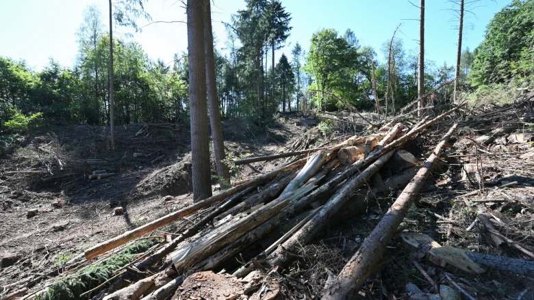 Solmser CDU ist besorgt um Solmser Stadtwald: CDU Antrag zur Bildung einer Kommission „Zukunft Wald“ abgelehnt